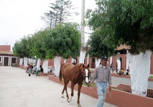 El Jadida hars Royal2