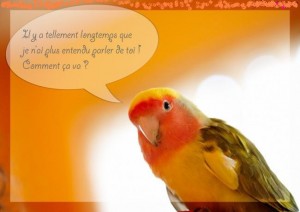 Péroquet qui parlede toi