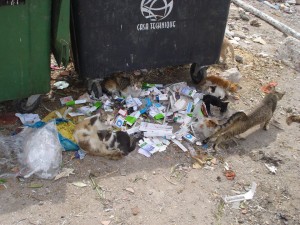 10155408_280261478809713_3310278381002681530_n