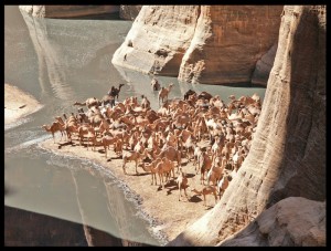 مئات الإبل يوميًا في قوافل لشرب المياه 1