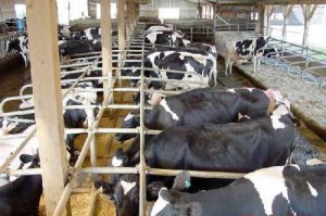 تسمين الأبقار