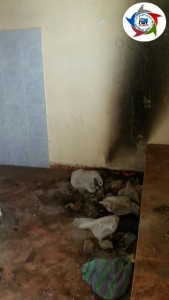 rps20151220_115831