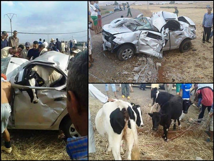 حادثة سير وسرقة ثلاثة بقرات في سيارة ” داسيا ”