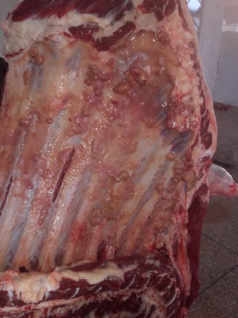اتلاف وإحراق كمية مهمة من اللحوم الفاسدة الغير صالحة للاستهلاك بالمجزرة البلدية لجماعة ازمور