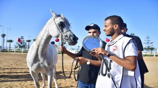الشركة الملكية لتشجيع الفرس تطلق يوم 28 شتنبر دورة 2019 للبطولة الوطنية لجمال الخيول العربية الأصيلة