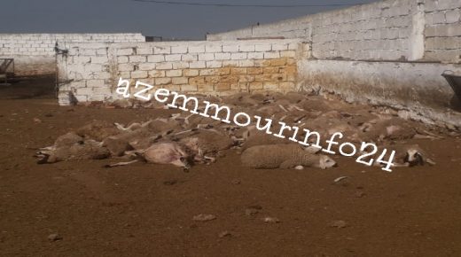 نفوق 92 من الأغنام بجماعة الساحل أولاد احريز