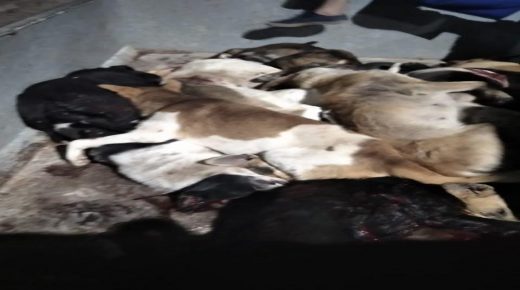 حملة لمحاربة الكلاب الضالة بازمور