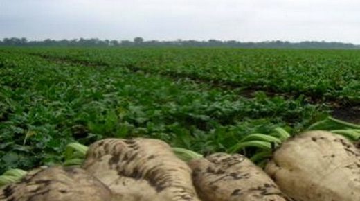 مرور عملية قلع الشمندر السكري في ظروف عادية في ضل التدابير الإحترازية للوقاية من فيروس كورونا المستجد (كوفيد-19)