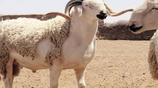 بمناسبة عيدالأضحى، وزارة الداخلية تتخذ جملة من الإجراءات لتنظيم عمليات ذبح الأضاحي