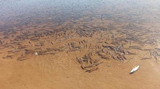 التصريف الصناعي لمخلفات معاصر الزيتون كارثة بيئية في الصويرية على مصب نهر تانسيفت