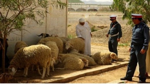 درك “مديونة” يطيح بأفراد عصابة “الفراقشية” سرقوا ضيعة باقليم سيدي بنور