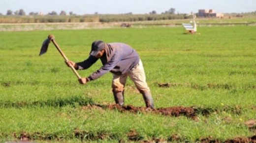 التساقطات المطرية بإقليم سيدي بنور تُنعش آمال الفلاحين