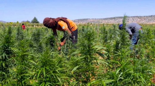 مجلس الحكومة يصادق على قانون تقنين القنب الهندي