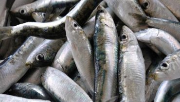 المغرب اول مصدر للسردين المعلب في العالم