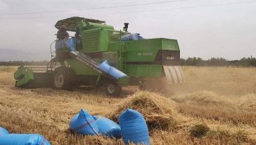 انتهاء موسم الحصاد بدكالة بتحقيق 3 ملايين قنطار من الحبوب برسم الموسم 2022 – 2023