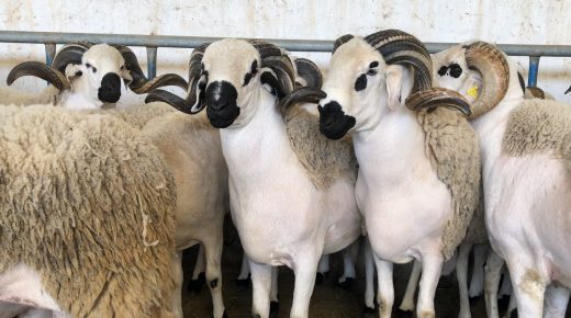 تسجيل طلبات استيراد الاغنام الى غاية 5 ابريل