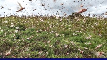 الرفع من درجات اليقظة والتعبئة والتأهب لمواجهة كل التحديات المتعلقة بانتشار الجراد (وزارة الداخلية)