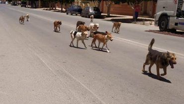 تفشي ظاهرة الكلاب الضالة بأزمور يُقلق الساكنة ويُهدد سلامتهم  أزمور