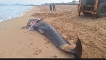 نفوق سمكة ضخمة يستنفر السلطات المحلية بالجديدة… ودفنها يتم بحضور الجهات المختصة