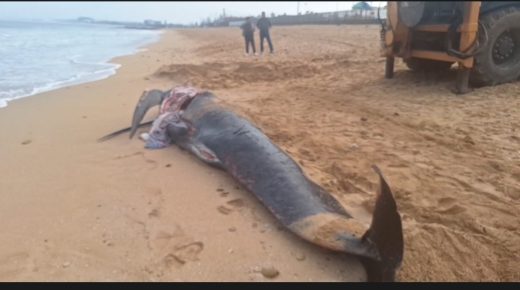 نفوق سمكة ضخمة يستنفر السلطات المحلية بالجديدة… ودفنها يتم بحضور الجهات المختصة