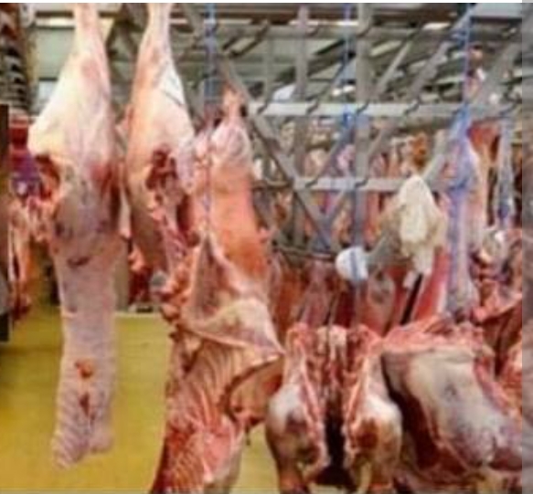 أزمور تحتج: تقليص أيام الذبح بمجزرة المدينة يثير غضب الجزارين والساكنة