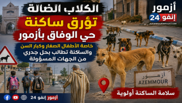 الكلاب الضالة تؤرق ساكنة حي الوفاق بأزمور.. مطالب بتدخل عاجل وحل جذري لحماية المواطنين.