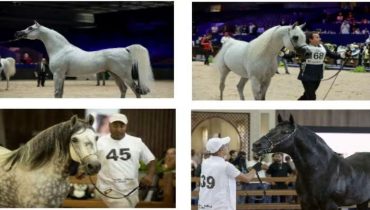 معرض الفرس للجديدة يحتفي بتميز تربية الخيل من خلال أربع مباريات كبرى مخصصة للسلالات الأصيلة