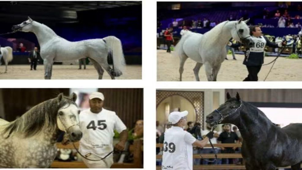 معرض الفرس للجديدة يحتفي بتميز تربية الخيل من خلال أربع مباريات كبرى مخصصة للسلالات الأصيلة